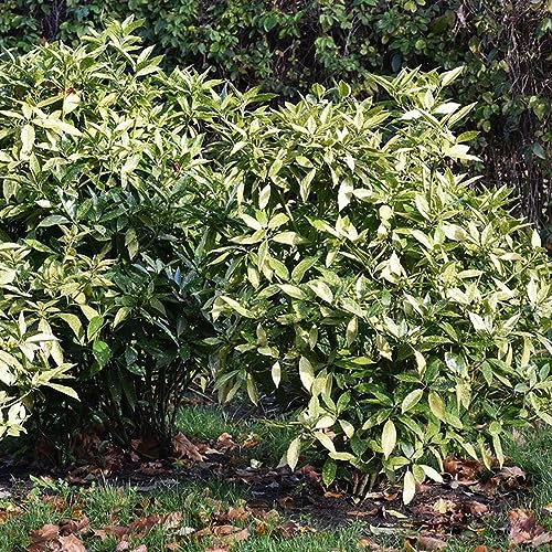 300 piezas de semillas resistentes de laurel - planta de laurel - plantas al aire libre resistentes (Laurus nobilis) plantas resistentes en contenedores plantas herbarias árbol bonsái