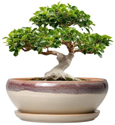 SQOWL Bonsai-Töpfe, 30,5 cm, große Keramik-Sukkulenten-Übertöpfe, Flacher Übertopf mit Ablaufloch und Untersetzer, runde Schale, Übertopf für Innen- und Außenbereich, Heimdekoration, Geschenk für
