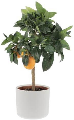 KENTIS - Citrus Sinensis Rosso „Moro“ - Blutorange - Obstbäume - H 70-80 cm Topf Ø 20 cm