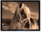 Wee Blue Coo Icelandic Pony Sepia Horse Winter Snow Art Print Framed Poster Wall Decor Kunstdruck Poster Wand-Dekor-12X16 Zoll