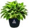 Treez Tools Grow Topf 3er-Set – Anzuchttöpfe, Pflanztöpfe, Blumentöpfe, Aufzuchttöpfe, Kräutertöpfe, Stofftöpfe – Plant Pot für Outdoor/Indoor, Verstärkte Griffe, Hochwertiger Filzstoff, 12L, 30×25 cm