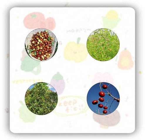 450 pcs Jujube bio samen bäume garten winterhart pflanze bohnenkraut Ziziphus jujuba, bäume kaufen nachhaltige geschenke für frauen obstbäume deko pflanzen bio saatgut obstbäume kaufen
