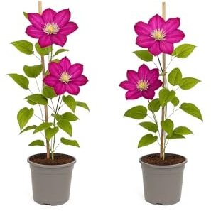 Exotenherz - Kletterpflanzen - Clematis Ville de Lyon - 2er Set - 11cm Topf
