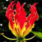 100 Samen / pack Angebote Rare Exotic Blue Heart Lily Samen Topf Bonsai Pflanze Lily Blumensamen für Hausgarten-19