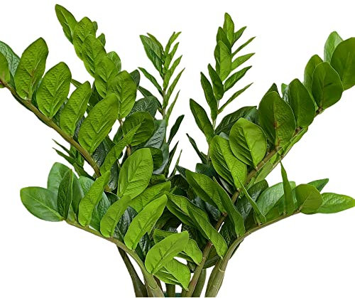 Raxcelivia 10 Stück – Künstliche Pflanzen fühlen sich echt an künstliche ZZ Pflanzenstiele Zamioculas Zamiifolia tropische Grünpflanzen Zimmerpflanze für Zuhause Büro ästhetische Dekoration Indoor