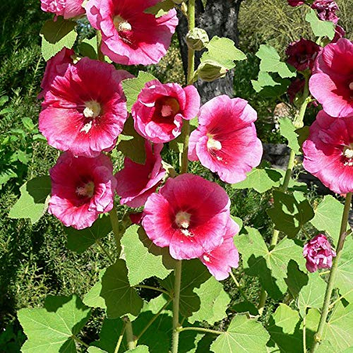 6 x Stockrose 'Rubra' - Alcea Rosea 'Rubra' Topf 9x9cm: Rote Stockrosen für leidenschaftlichen Charme.