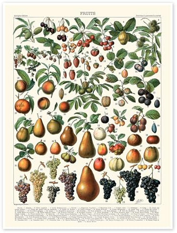 Früchte, 1923 (französisch) Poster von Adolphe Millot 30 x 40 cm Bunt Wandbilder Wanddeko