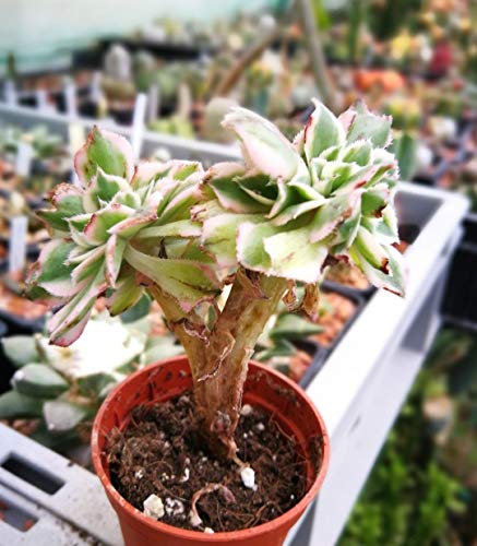 Portal Cool 3556 Sunburst Aeonium Cristata, ein Durchmesser von 5,0 cm. alla radice. Kaktus