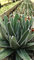 Agave victoria reginae in vaso diam 20cm Cactus