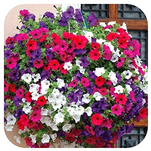 Petunia Super Cascade Mini Plug Plants x 24 for Potting On, Hanging Basket Plants by Growtanical®