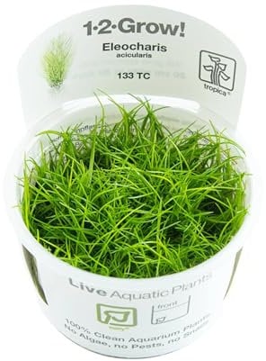 Tropica Eleocharis acicularis 1-2-GROW! Aquarium Plant