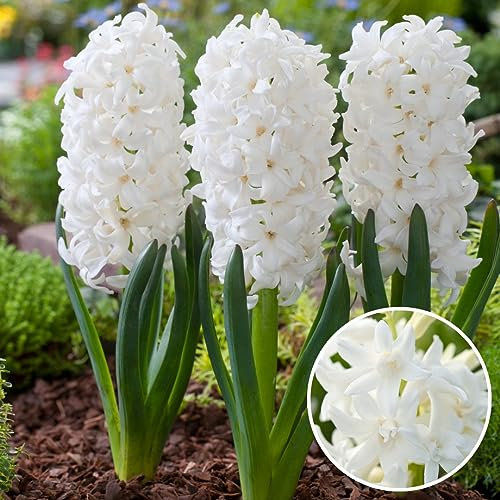 Plant in a Box - Hyacinthus Carnegie x20 - Carnegie Hyazinthe Zwiebeln - Blumenzwiebeln Winterhart für Garten, Terrasse oder Balkon