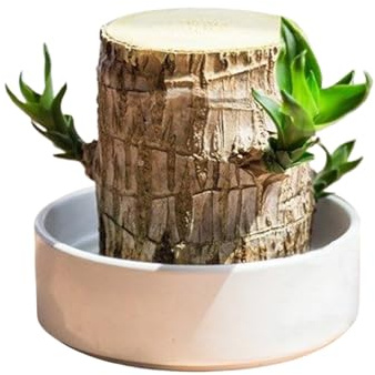 Jardinera Para Plantas De Interior - Barriles De Plantación De Metal De 3 Piezas Con Bandeja Desmontable | Macetas De Cocina Modernas Para Hierbas Vainilla Albahaca Romero | Decoración Del Jardín Del