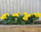 Garden 365 - Artificial Geraniums 3 PACK - Outdoor Plants for All Year Round, Fake Faux Flowers for Outside, Waterproof & UV Protected Artificial Bedding Plants (Yellow)