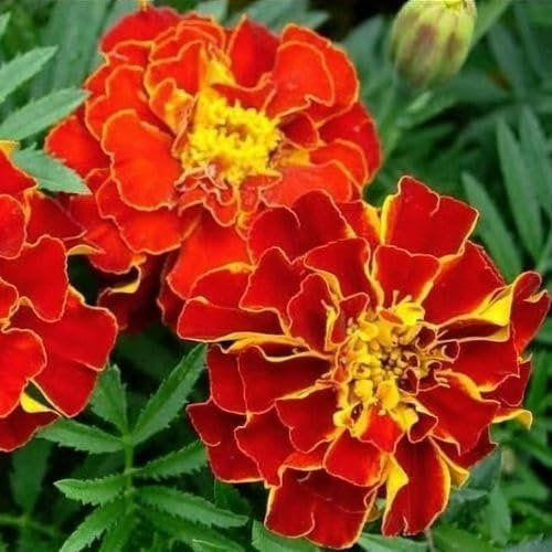 100 semi di calendula rossa