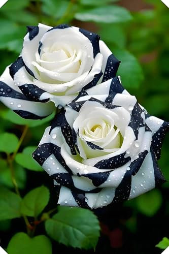 Rosenzwiebeln, Kletterpflanzen,Duftende Blumen, Im Freien,Geeignet FüR TöPfe,Winterharte Staude,Rosen,Rosen Pflanzen Winterhart-2zwiebeln-A