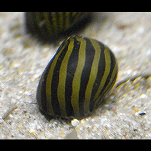Vittina Coromandeliana - Zebra Rennschnecke - 10 Stück Algenkiller Inklusive 1 Futterprobe Von Der Bayerischen Aquaristikmanufaktur