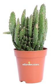 Pianta di Opuntia Tuna Monstruosa pianta grassa pianta da esterno pianta da interno cactus di Opuntia Tuna pianta ornamentale con spine pianta vera venduta da eGarden.store