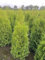 20 Thuja Brabant 120-150cm ohne Topf gemessen frisch vom Feld Gartenhecke Heckenpflanzen Immergrüner Lebensbaum Topfware