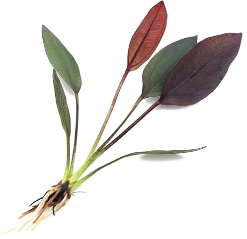 K2AQUA Echinodorus Aflame 1 Plant Live Aquarium Plant Deep Purple Red Leaves Easy Care Low Maintenance Foreground Midground Tropical Freshwater Tank Natural Decoration Beginner Friendly