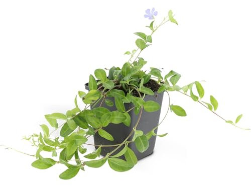 Bodendecker - Kleinblättriges Immergrün - Vinca minor 'La Grave' - 9cm Topf - Set mit 20 Pflanzen