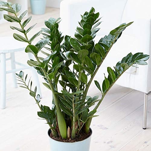 1 PIANTA DI ZAMIOCULCAS IN VASO 17CM DA INTERNO APPARTAMENTO