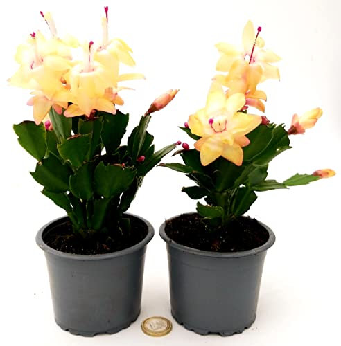 POWERS TO FLOWERS - SCHLUMBERGERA GIALLA, 2 PIANTE, Vaso 12cm, Natalina, Pasqualina, Rhipsalis, piante vere