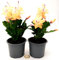 POWERS TO FLOWERS - SCHLUMBERGERA GIALLA, 2 PIANTE, Vaso 12cm, Natalina, Pasqualina, Rhipsalis, piante vere