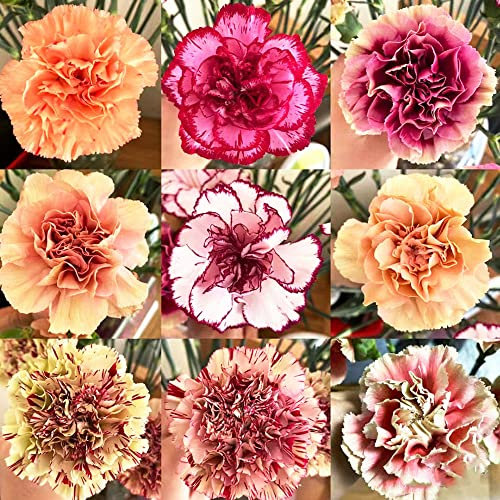 250 piezas de semillas de clavel clavel de clavo de olor dulce perenne resistente - serie de plantas raras - mezcla de bonsái para sala de jardín bonsái plantas exóticas decoración de macetas