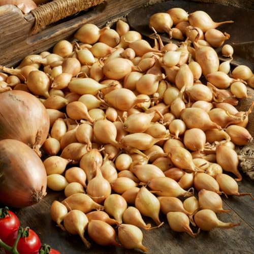 Vintersättlök Senshyu Yellow – 500g Lök – Mildt Stark