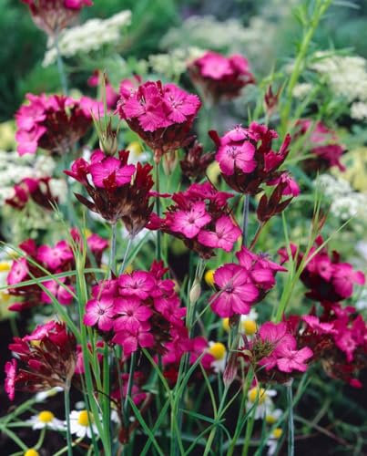 Dianthus carthusianorum ca. 9x9 cm Topf - Kartäusernelke, rosa Blüten, Blütezeit Juni-September, ideal für Steingärten, trockenheitsresistent, pflegeleicht