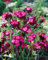 Dianthus carthusianorum ca. 9x9 cm Topf - Kartäusernelke, rosa Blüten, Blütezeit Juni-September, ideal für Steingärten, trockenheitsresistent, pflegeleicht