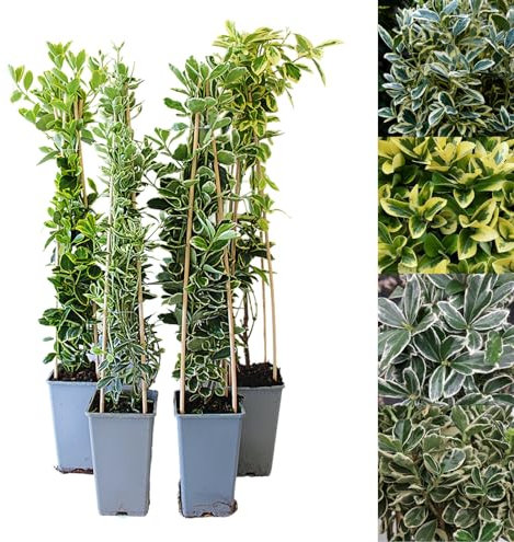 Carbeth Plants - Euonymus 2 Litre Plant Mix - Japanese Spindle Tree - 50-55cm in Height Inc. Pot- Mixed Varieties - Evergreen Shrubs