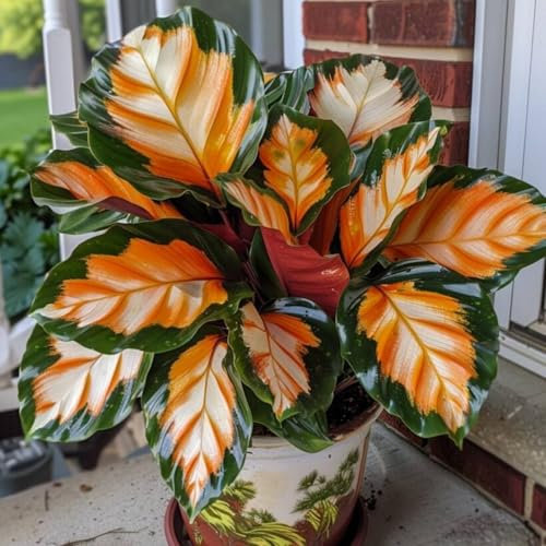 Bulbo oreja de elefante,resistentes,Tesoro del jardín,excelente adorno,decorativas,Alta durabilidad,taro de planta de oídos de elefante.-3bulbos-E