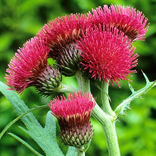 Cirsium Atropurpureum - Plume Thistle | Outdoor Perennial Plants Garden Ready (15-25cm Incl. Pot)