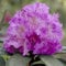 Rhododendron 'Alfred' - Rhododendron 'Alfred' - 40-50 cm Topf - Lila Blüten und immergrünes Laub