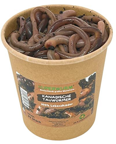 24 Stück Kanadische Tauwürmer | 100% kompostierbare Köderdose - Angelköder - Lebendköder - Tauwürmer - Würmer lebend (Lumbricus terrestris)