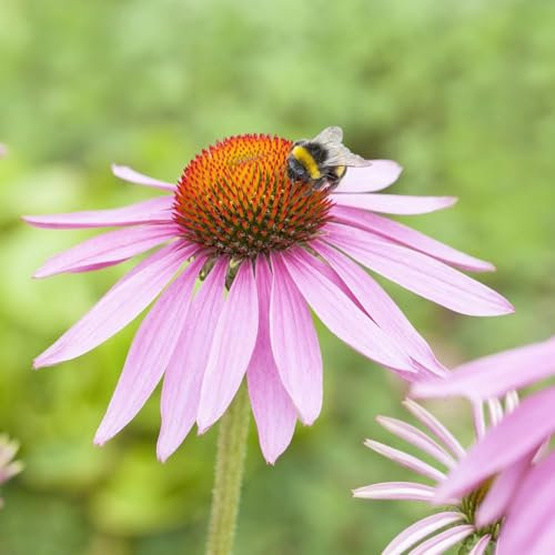 Sonnenhut 'Magnus', pink, Topf 11x11 cm, 3 Pflanzen
