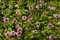 Phyla nodiflora Pink Pompon - Teppichverbene - Verpackungseinheit 3