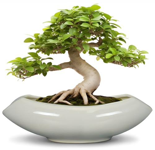 Teagas Bonsai-Töpfe, 45,7 cm, Keramik-Sukkulentententöpfe mit Ablaufloch, dekorativer Pflanztopf für den Innen- und Außenbereich, moderner Blumentopf für Zuhause, Garten, Raumdekoration, Grau