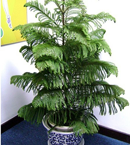 Semillas de Araucaria para plantar | Maceta Flor Variedad Completa 100 Piezas