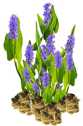 vdvelde.com - Hechtkraut - 15 Stück - Lose Stecklinge - Pontederia Cordata Sumpfhyazinthe - - 15 wasserpflanzen für 1 m² - Ausgewachsene Höhe: 80 cm - Platzierung: -1 bis -20 cm