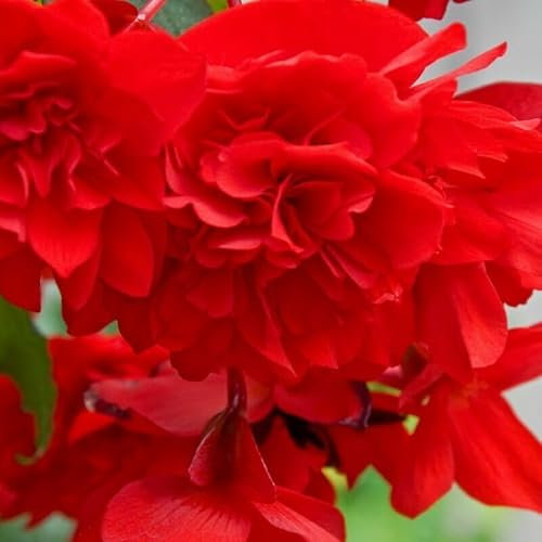 Buy4seeds Begonia Tuberous Nonstop Red 20 Seeds (pelleted) Easy to Grow