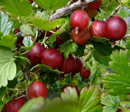 Dehner Stachelbeere Hinnonmäki, Ribes uva-crispa, selbstbefruchtender Beerenstrauch, rote Früchte, 80-100 cm exkl. Pflanztopf, 5 l Topf, Beerenobst