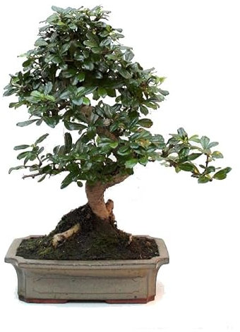 Bonsái Carmona Microphylla Natural Árbol Conocido como Té de Fukien