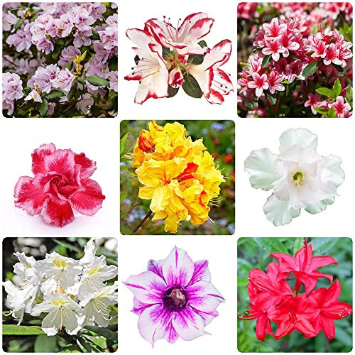 rhododendron pflanze samen - japanische azalee winterhart - mix flowers bonsai samen deko wohnzimmer modern pflanztöpfe plants blumensamen bienenwiese 150 Stück