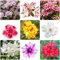 rhododendron pflanze samen - japanische azalee winterhart - mix flowers bonsai samen deko wohnzimmer modern pflanztöpfe plants blumensamen bienenwiese 150 Stück