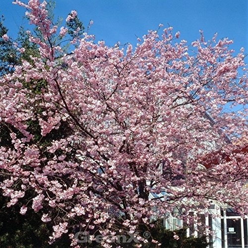 Rosa Winterkirsche 125-150cm - Prunus subhirtella - lebende Gartenpflanze aus den Baumschulen