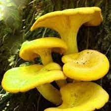 Genipap 15 Stück weiße Begonien-Blumensamen