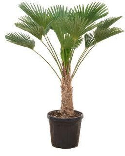 Hanfpalme - Trachycarpus wagnerianus - Zimmerpflanze - 130cm